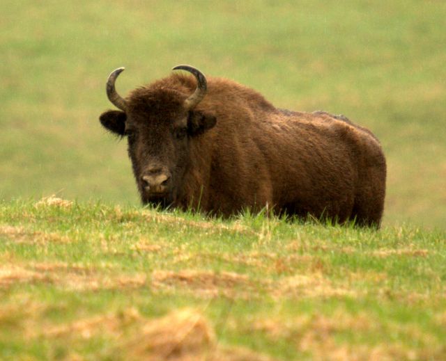 Zdjęcia: BIESZCZADY, bieszczady, oko w oko, POLSKA Zdjęcia: BIESZCZADY, bieszczady, oko w oko, POLSKA