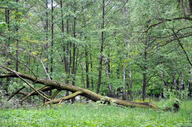 Zdjęcia: Okolice Gliwic, Górny Śląsk, Stary las, POLSKA Zdjęcia: Okolice Gliwic, Górny Śląsk, Stary las, POLSKA