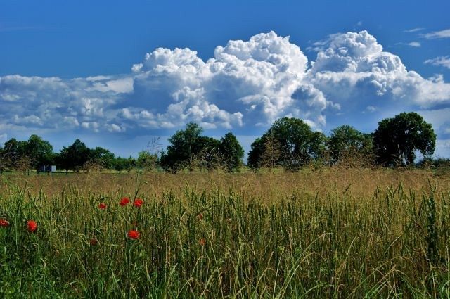 Zdjęcia: Wierzchowiska, lubelszczyzna, Chmury i drzewa, POLSKA Zdjęcia: Wierzchowiska, lubelszczyzna, Chmury i drzewa, POLSKA