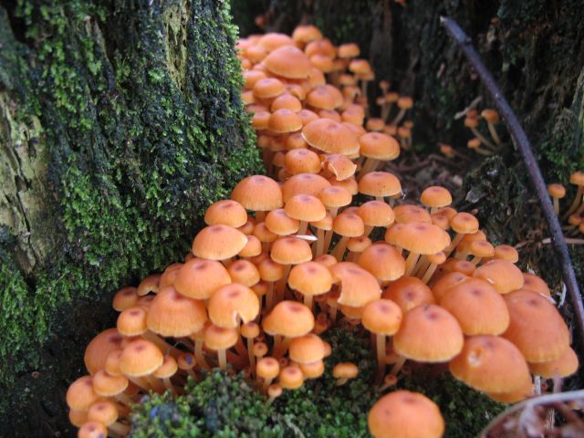 Zdjęcia: Błatnia, Beskid Sląski, cała rodzinka, POLSKA Zdjęcia: Błatnia, Beskid Sląski, cała rodzinka, POLSKA