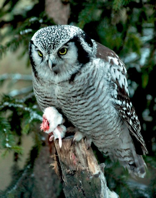 Zdjęcia: ZOO w Warszawie, Mazowsze, Ze "zdobyczą", POLSKA Zdjęcia: ZOO w Warszawie, Mazowsze, Ze "zdobyczą", POLSKA