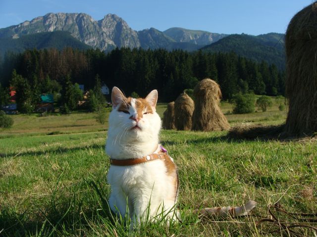 Zdjęcia: Łąka pod Reglami, Zakopane, Koci relax, POLSKA Zdjęcia: Łąka pod Reglami, Zakopane, Koci relax, POLSKA