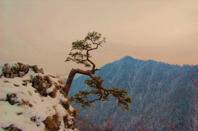 Zdjęcia: Pieniny, Małopolska, Sokolica, POLSKA Zdjęcia: Pieniny, Małopolska, Sokolica, POLSKA