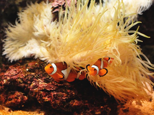 Zdjęcia: ZOO w Warszawie, Mazowsze, Nemo w akwarium, POLSKA Zdjęcia: ZOO w Warszawie, Mazowsze, Nemo w akwarium, POLSKA