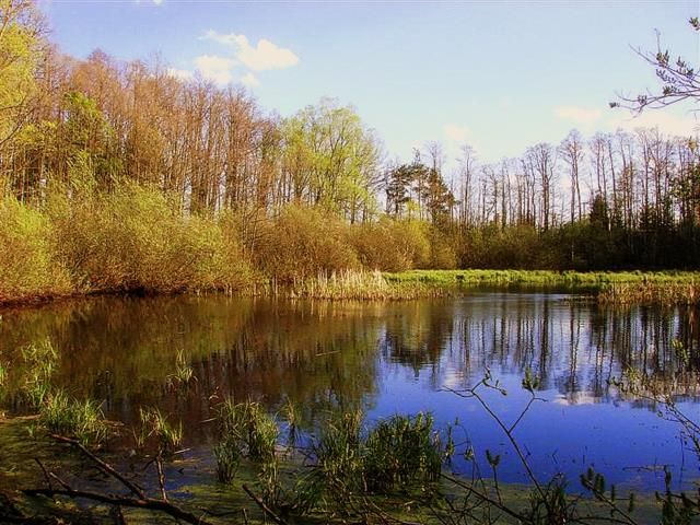 Zdjęcia: Gdzieś w lesie, Lubelszczyzna, Masłowe jeziorko, POLSKA Zdjęcia: Gdzieś w lesie, Lubelszczyzna, Masłowe jeziorko, POLSKA