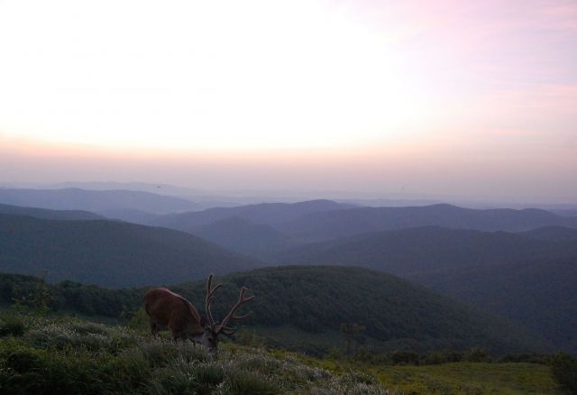 Zdjęcia: tylko dla wybranych, bieszczady, 4 rano z Filipem, POLSKA Zdjęcia: tylko dla wybranych, bieszczady, 4 rano z Filipem, POLSKA