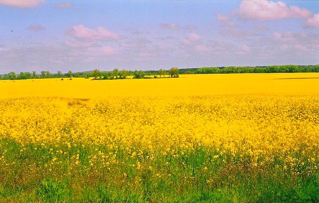 Zdjęcia: Cerkwica, Zachodniopomorskie, rzepakiem malowane, POLSKA Zdjęcia: Cerkwica, Zachodniopomorskie, rzepakiem malowane, POLSKA
