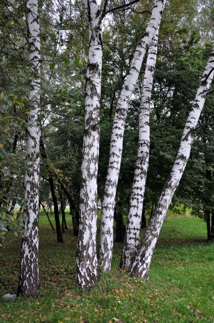 Zdjęcia: Gliwice, Piękne panie., POLSKA Zdjęcia: Gliwice, Piękne panie., POLSKA