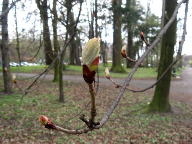 Zdjęcia: Pszczyna- Park Zamkowy, Śląsk, pękające pąki kasztanowca, POLSKA Zdjęcia: Pszczyna- Park Zamkowy, Śląsk, pękające pąki kasztanowca, POLSKA