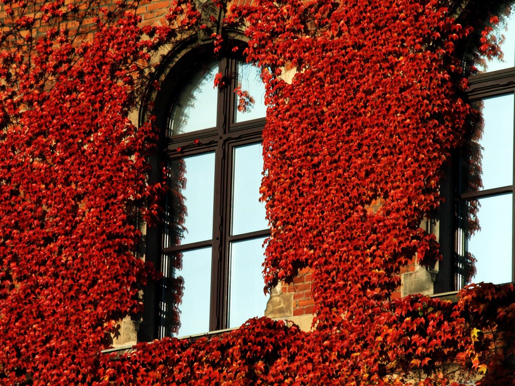Zdjęcia: Wrocław, Dolny Śląsk, Barwy jesieni..., POLSKA Zdjęcia: Wrocław, Dolny Śląsk, Barwy jesieni..., POLSKA
