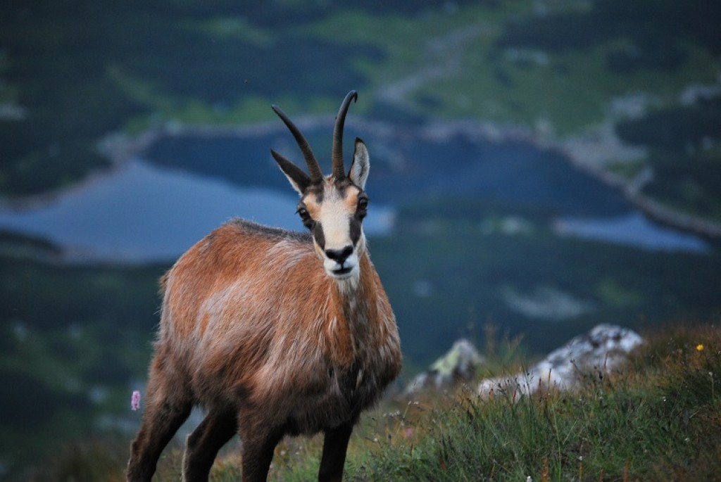Zdjęcia: Kasprowy Wierch, Tatry, Kozice w Tatrach, POLSKA Zdjęcia: Kasprowy Wierch, Tatry, Kozice w Tatrach, POLSKA
