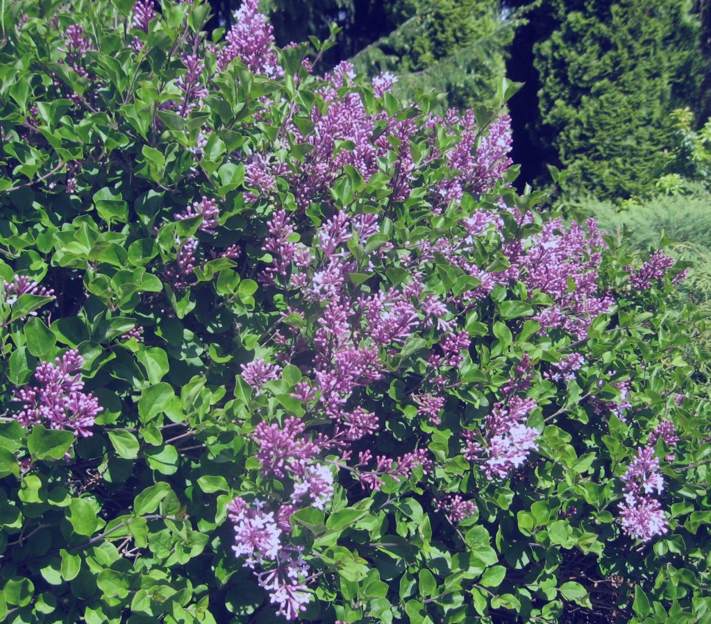 Zdjęcia: Dobrzyca - Ogród Hortulus, zachodniopomorskie, trochę wiosny..., POLSKA Zdjęcia: Dobrzyca - Ogród Hortulus, zachodniopomorskie, trochę wiosny..., POLSKA