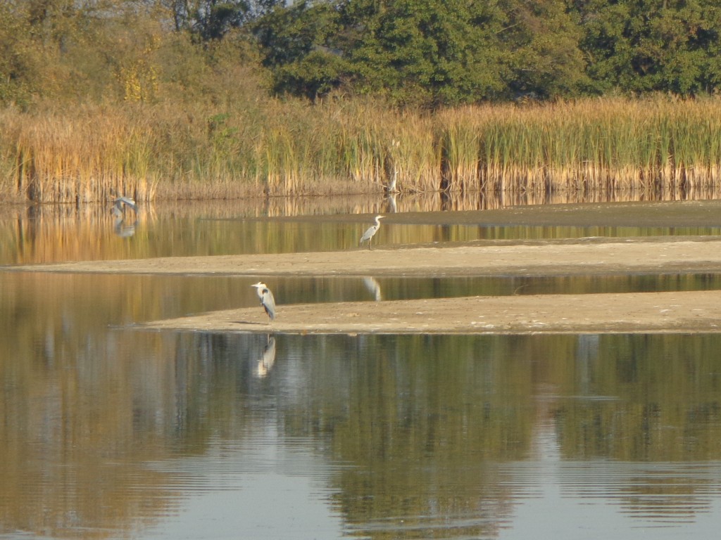 Zdjęcia: Stawy Milickie, Dolny Śląsk, W Dolinie Baryczy, POLSKA Zdjęcia: Stawy Milickie, Dolny Śląsk, W Dolinie Baryczy, POLSKA