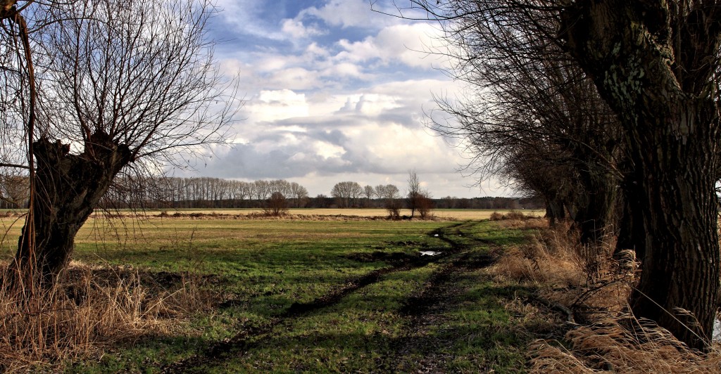 Zdjęcia: Strzelce Dolne, Kujawsko-Pomorski, Wiosennie!, POLSKA Zdjęcia: Strzelce Dolne, Kujawsko-Pomorski, Wiosennie!, POLSKA
