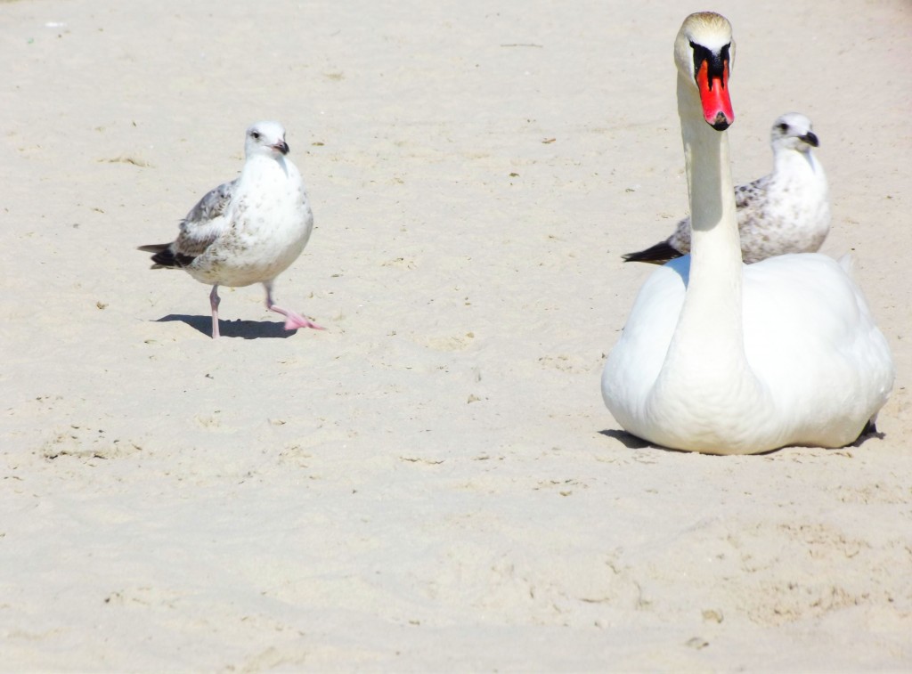 Zdjęcia: Kołobrzeg, nad morzem, na plaży, POLSKA Zdjęcia: Kołobrzeg, nad morzem, na plaży, POLSKA