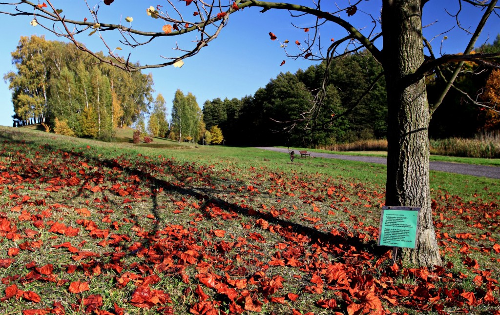 Zdjęcia: Park-Myślęcinek, Kujawsko-Pomorski, Odpoczynek w parku., POLSKA Zdjęcia: Park-Myślęcinek, Kujawsko-Pomorski, Odpoczynek w parku., POLSKA
