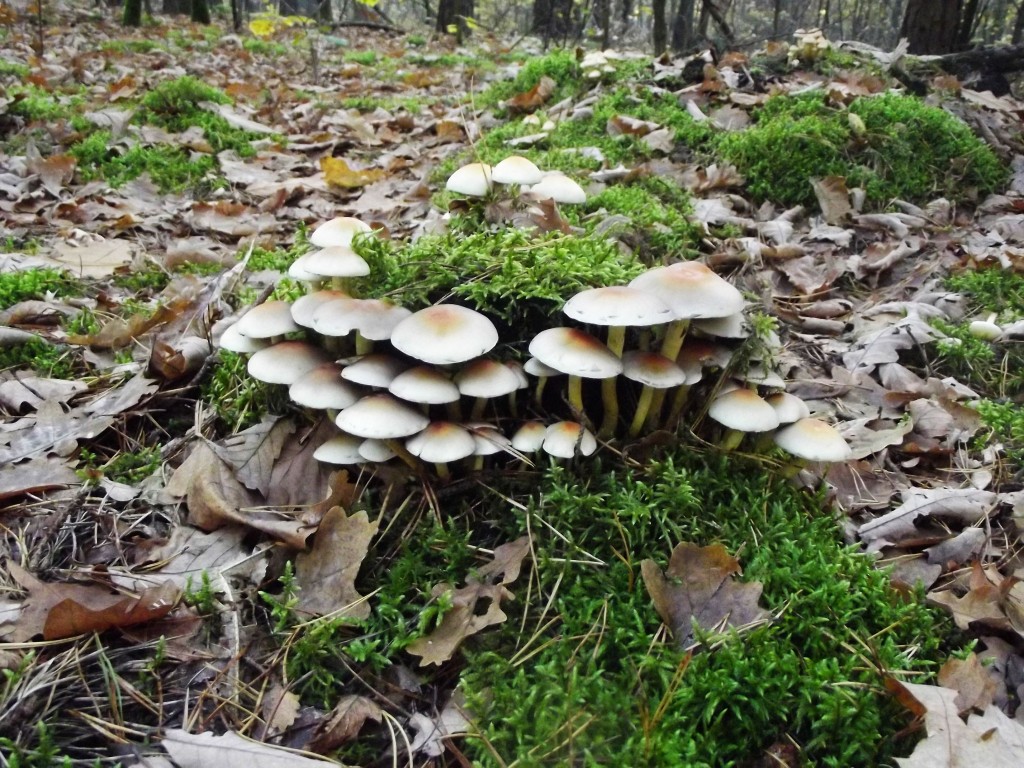 Zdjęcia: las, Kampinowski Park Narodwy, grzybnia, POLSKA Zdjęcia: las, Kampinowski Park Narodwy, grzybnia, POLSKA