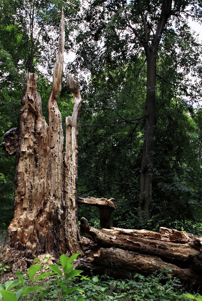 Zdjęcia: Park Mużakowski, Woj Lubuskie, Klimaty lasu, POLSKA Zdjęcia: Park Mużakowski, Woj Lubuskie, Klimaty lasu, POLSKA