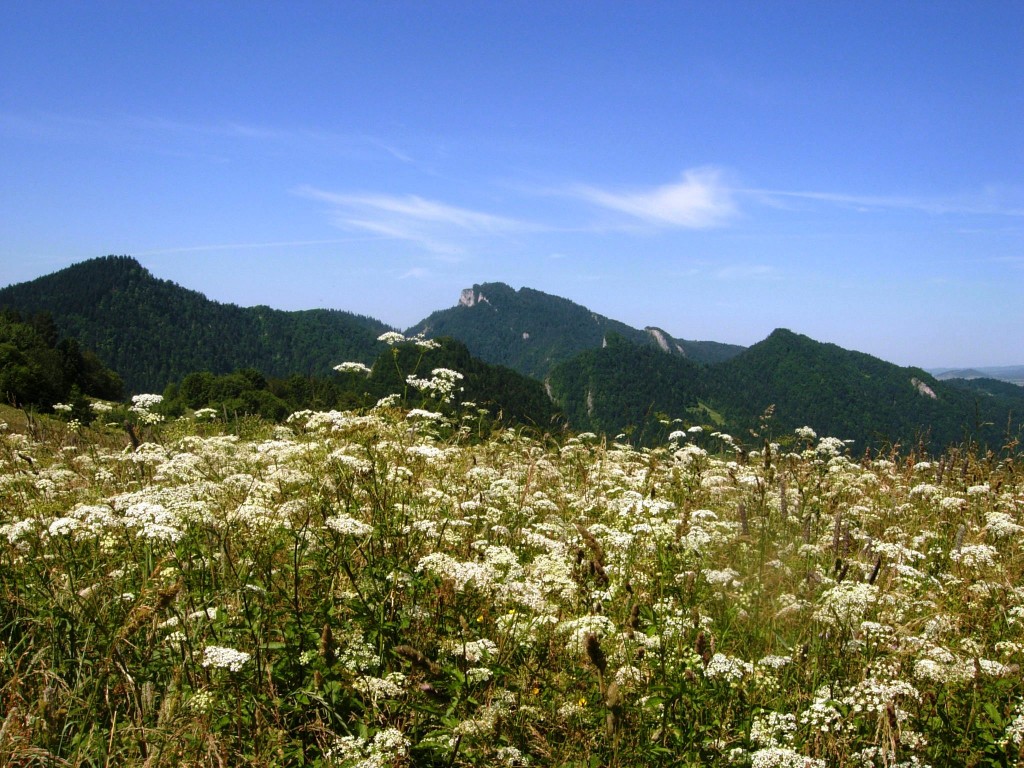 Zdjęcia: Szczawnica, Małopolska, Cel wędrówki na horyzoncie, POLSKA Zdjęcia: Szczawnica, Małopolska, Cel wędrówki na horyzoncie, POLSKA