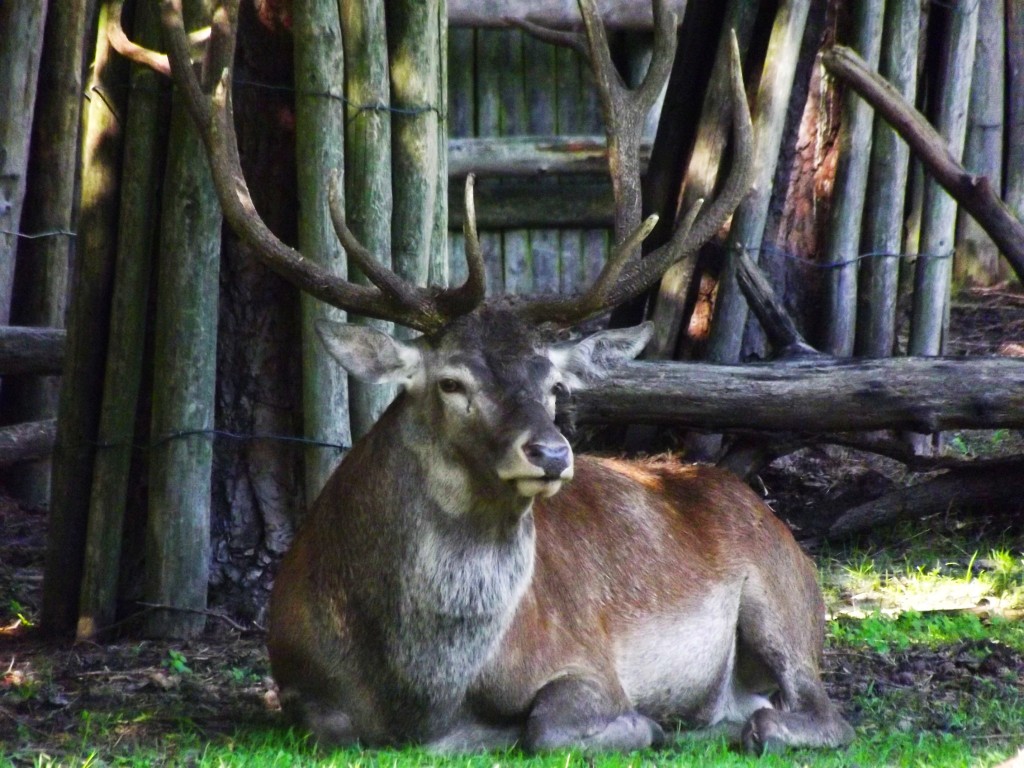Zdjęcia: nad morzem, Woliński Park Narodowy, w zagrodzie, POLSKA Zdjęcia: nad morzem, Woliński Park Narodowy, w zagrodzie, POLSKA