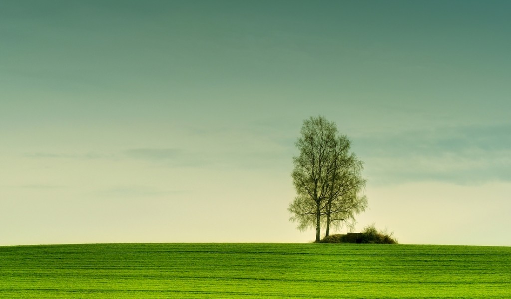 Zdjęcia: polana , Opolskie, tree, POLSKA Zdjęcia: polana , Opolskie, tree, POLSKA