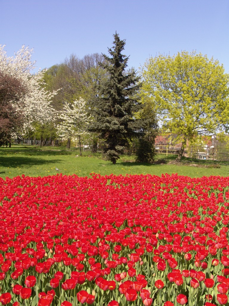 Zdjęcia: Gdańsk, Pomorze, Gdańskie tulipany, POLSKA Zdjęcia: Gdańsk, Pomorze, Gdańskie tulipany, POLSKA