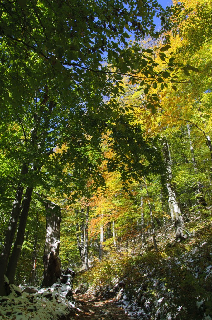 Zdjęcia: Bieszczady, woj.Podkarpacke, Cztery pory roku, POLSKA Zdjęcia: Bieszczady, woj.Podkarpacke, Cztery pory roku, POLSKA