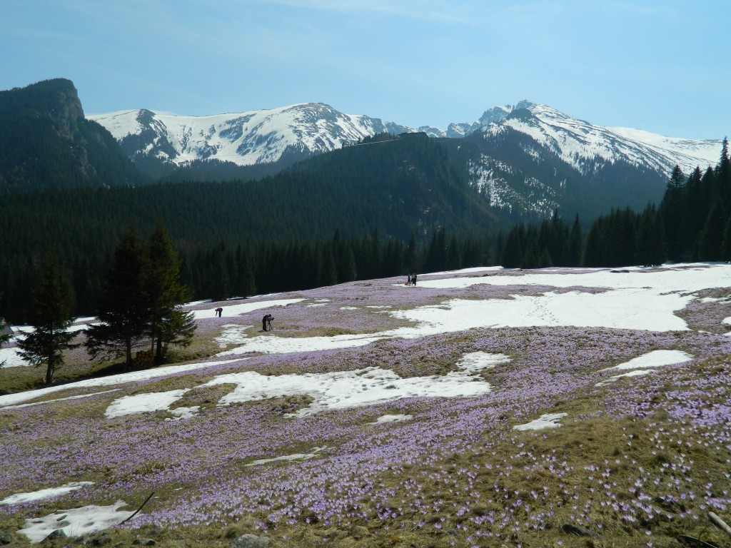 Zdjęcia: Polana Kalatówki, Tatry , Krokusy 2013, POLSKA Zdjęcia: Polana Kalatówki, Tatry , Krokusy 2013, POLSKA