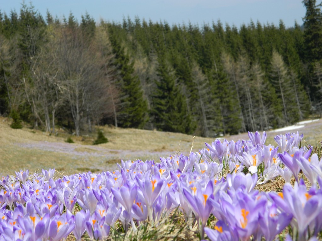 Zdjęcia: Polana Kalatówki, Tatry , Krokusy 2013, POLSKA Zdjęcia: Polana Kalatówki, Tatry , Krokusy 2013, POLSKA