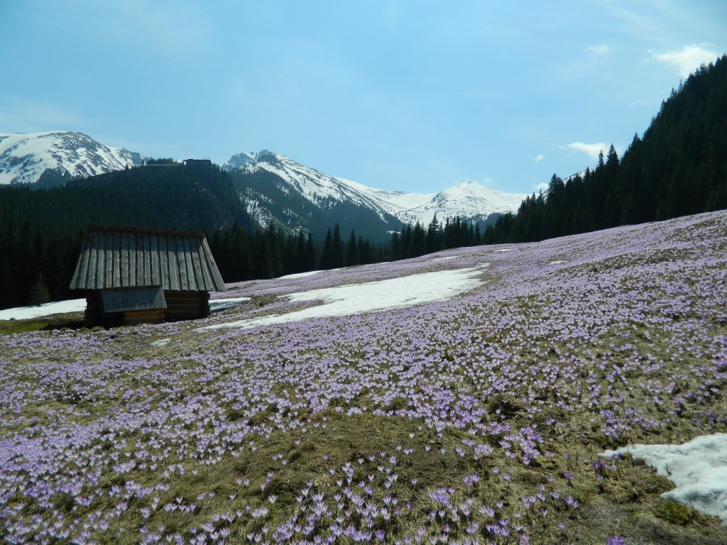 Zdjęcia: Polana Kalatówki, Tatry , Krokusy 2013, POLSKA Zdjęcia: Polana Kalatówki, Tatry , Krokusy 2013, POLSKA