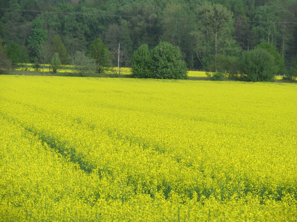 Zdjęcia: Paniowy, Południowa Polska, Pole rzepaku, POLSKA Zdjęcia: Paniowy, Południowa Polska, Pole rzepaku, POLSKA