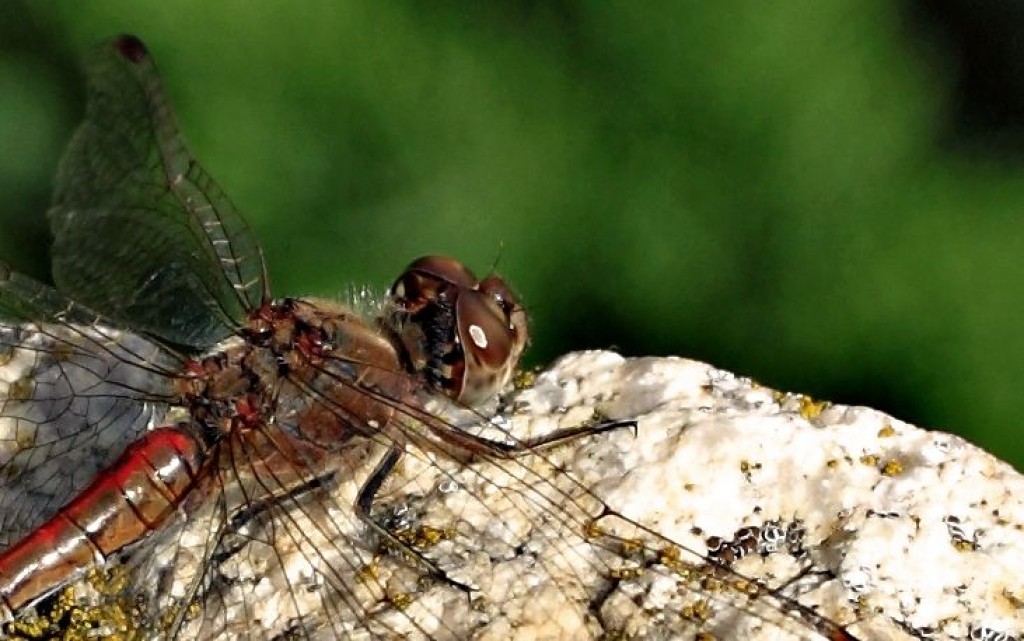 Zdjęcia: Łąki i pola, Kujawsko-Pomorski, Odonata., POLSKA Zdjęcia: Łąki i pola, Kujawsko-Pomorski, Odonata., POLSKA