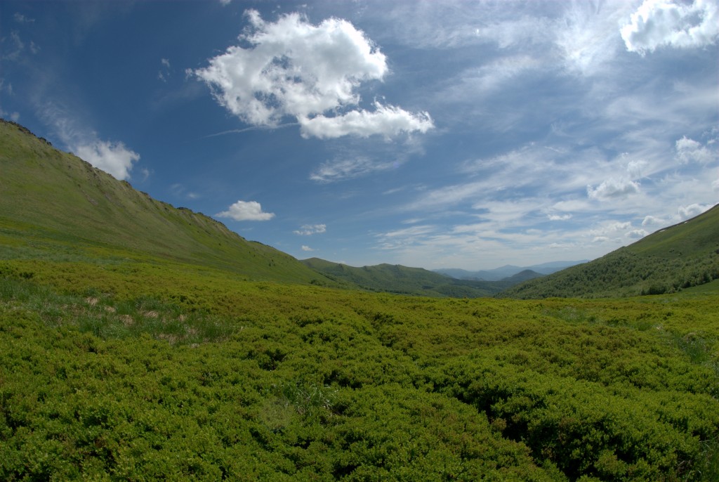 Zdjęcia: Przełęcz Krygowskiego, Bieszczady, Bieszczadzka zieleń, POLSKA Zdjęcia: Przełęcz Krygowskiego, Bieszczady, Bieszczadzka zieleń, POLSKA