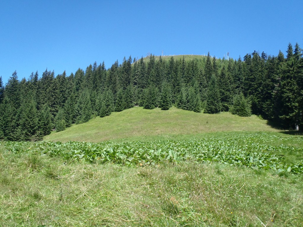 Zdjęcia: Dolina Lejowa - Ścieżka nad Reglami, Tatry, Dolina Lejowa - Ścieżka nad Reglami, POLSKA Zdjęcia: Dolina Lejowa - Ścieżka nad Reglami, Tatry, Dolina Lejowa - Ścieżka nad Reglami, POLSKA