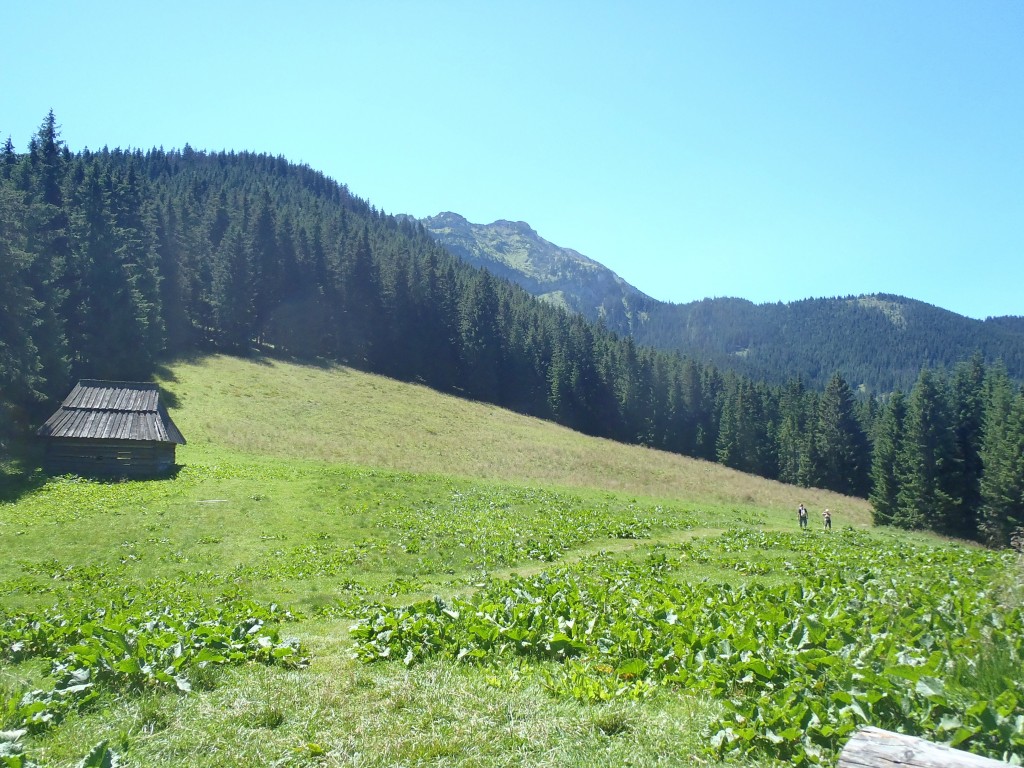Zdjęcia: Dolina Lejowa - Ścieżka nad Reglami, Tatry, Dolina Lejowa - Ścieżka nad Reglami, POLSKA Zdjęcia: Dolina Lejowa - Ścieżka nad Reglami, Tatry, Dolina Lejowa - Ścieżka nad Reglami, POLSKA