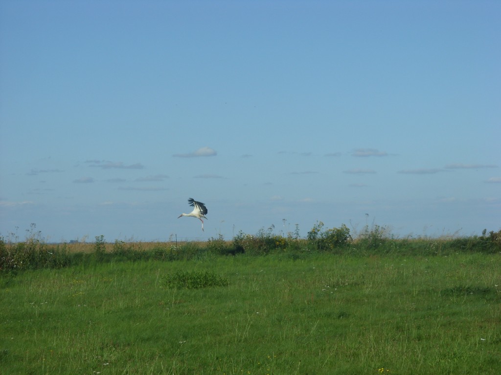 Zdjęcia: Okolice Kętrzyna, Mazury, Bocian, POLSKA Zdjęcia: Okolice Kętrzyna, Mazury, Bocian, POLSKA