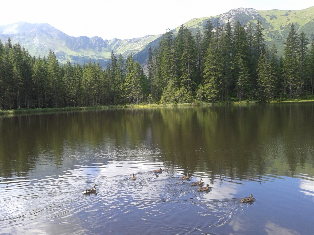 Zdjęcia: STAW SMRECZYŃSKI, TATRY, zakopane, POLSKA Zdjęcia: STAW SMRECZYŃSKI, TATRY, zakopane, POLSKA