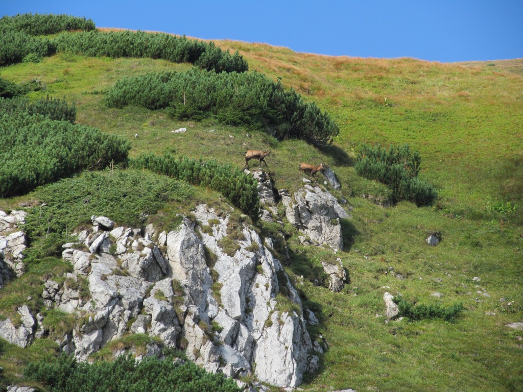 Zdjęcia: DOLINA KONDRATOWA, Południowa Polska, TATRY, POLSKA Zdjęcia: DOLINA KONDRATOWA, Południowa Polska, TATRY, POLSKA