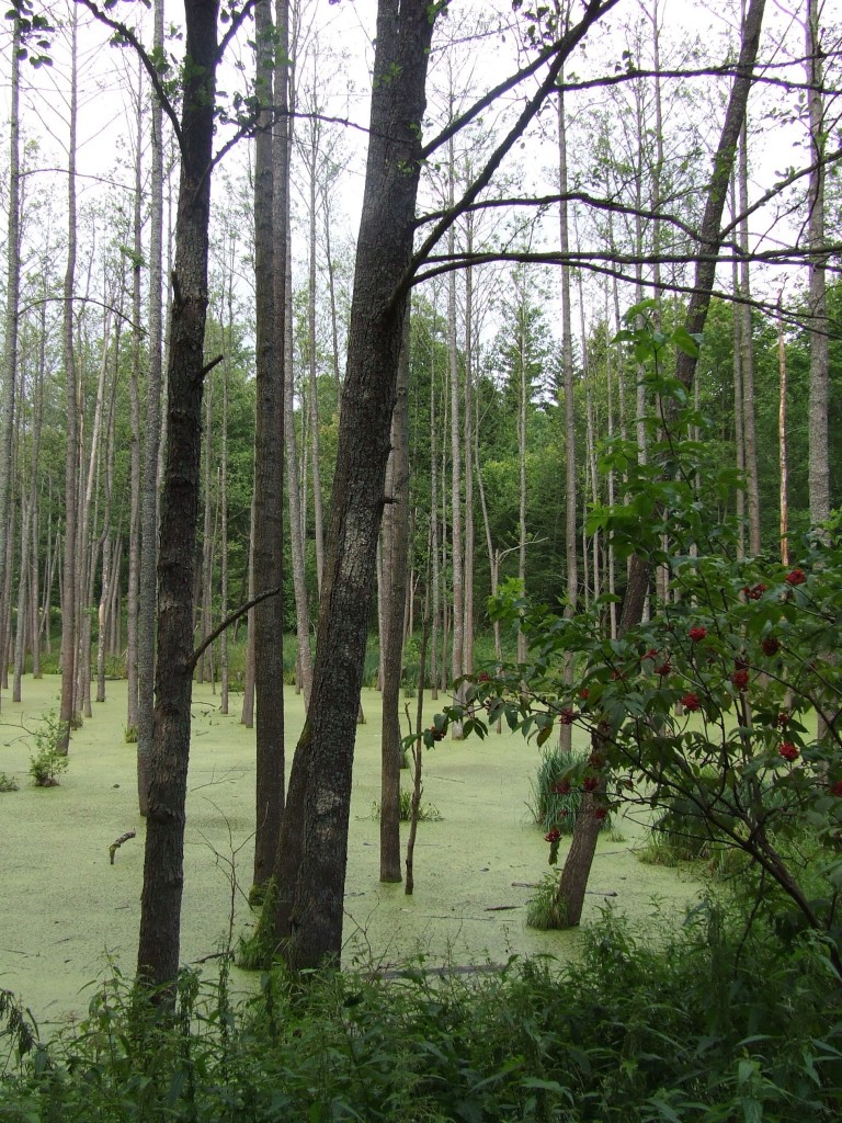 Zdjęcia: trzęsawisko, Mazury, trzęsawisko, POLSKA Zdjęcia: trzęsawisko, Mazury, trzęsawisko, POLSKA