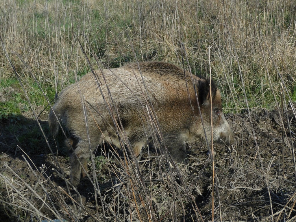 Zdjęcia: Moszna, opolskie, Jesienne spotkanie, POLSKA Zdjęcia: Moszna, opolskie, Jesienne spotkanie, POLSKA