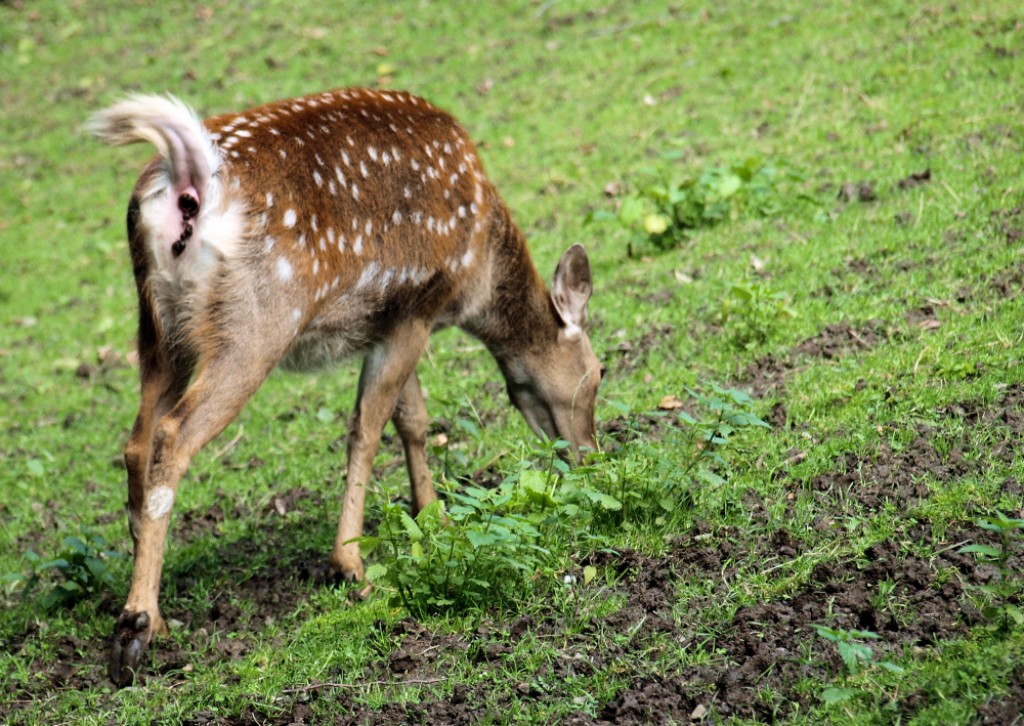 Zdjęcia: Nizina Śląska, Nizina Śląska, Dama dama, POLSKA Zdjęcia: Nizina Śląska, Nizina Śląska, Dama dama, POLSKA