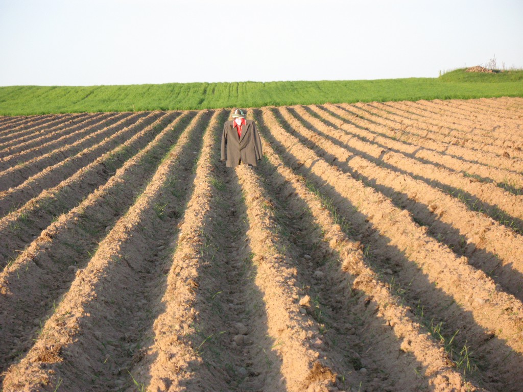 Zdjęcia: Czerwonka, Podlasie, Polny strach, POLSKA Zdjęcia: Czerwonka, Podlasie, Polny strach, POLSKA
