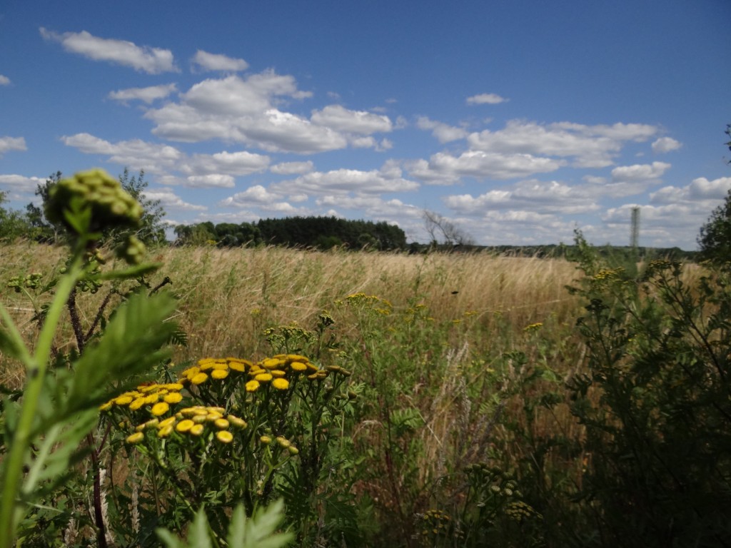 Zdjęcia: nad Gwdą, Wielkopolska, Łąka, POLSKA Zdjęcia: nad Gwdą, Wielkopolska, Łąka, POLSKA