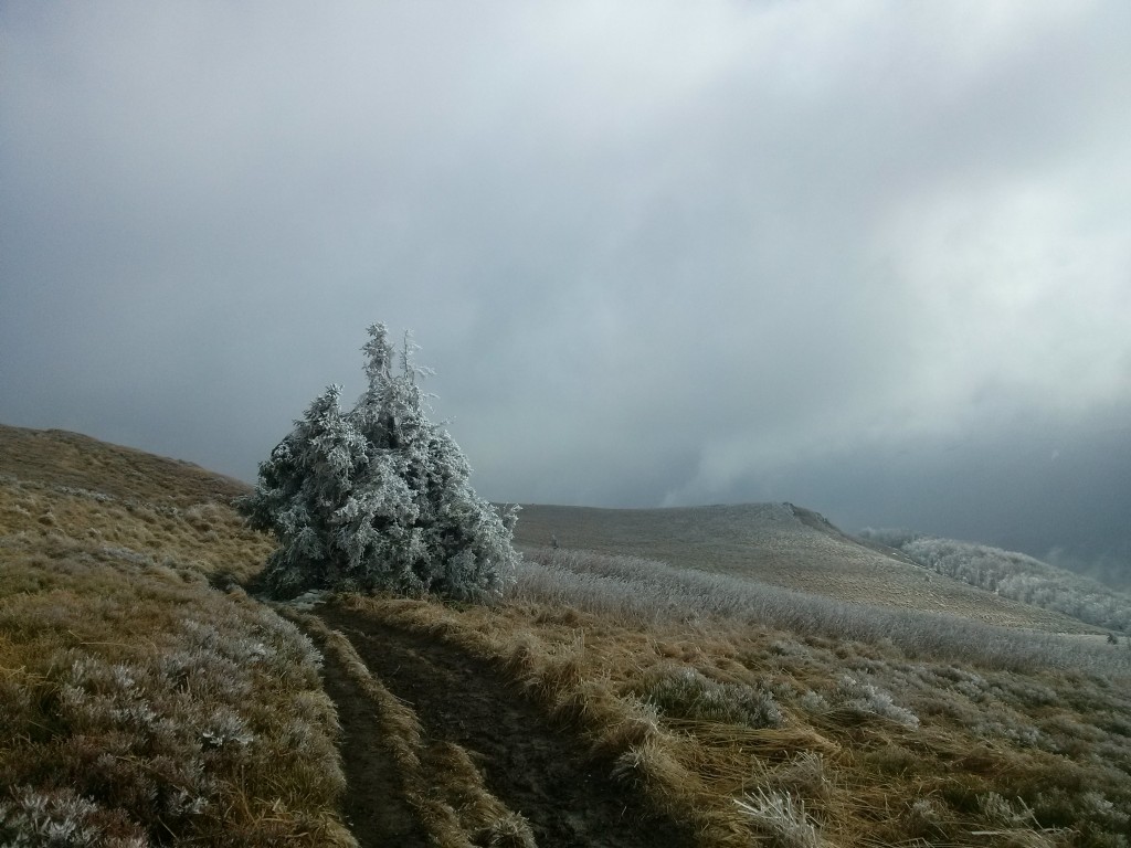 Zdjęcia: Połonina Wetlińska, Bieszczady, A miało być paskudnie, POLSKA Zdjęcia: Połonina Wetlińska, Bieszczady, A miało być paskudnie, POLSKA