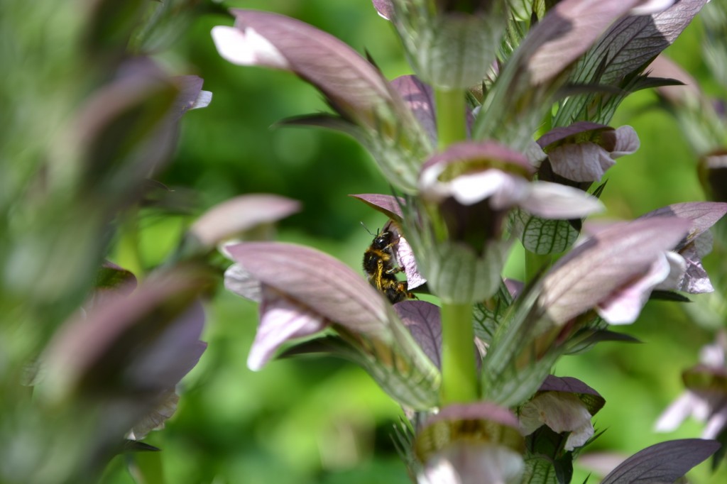 Zdjęcia: Ogród Botaniczny, Małopolska, KONKURS, POLSKA Zdjęcia: Ogród Botaniczny, Małopolska, KONKURS, POLSKA