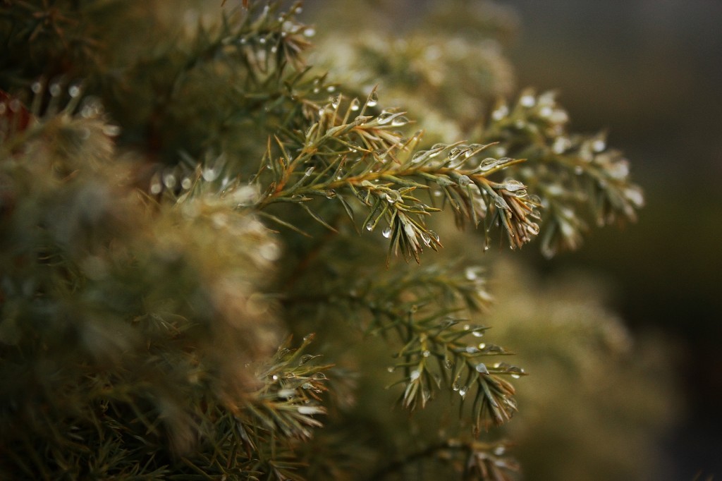 Zdjęcia: Kozy, Śląsk, Konkurs, POLSKA Zdjęcia: Kozy, Śląsk, Konkurs, POLSKA