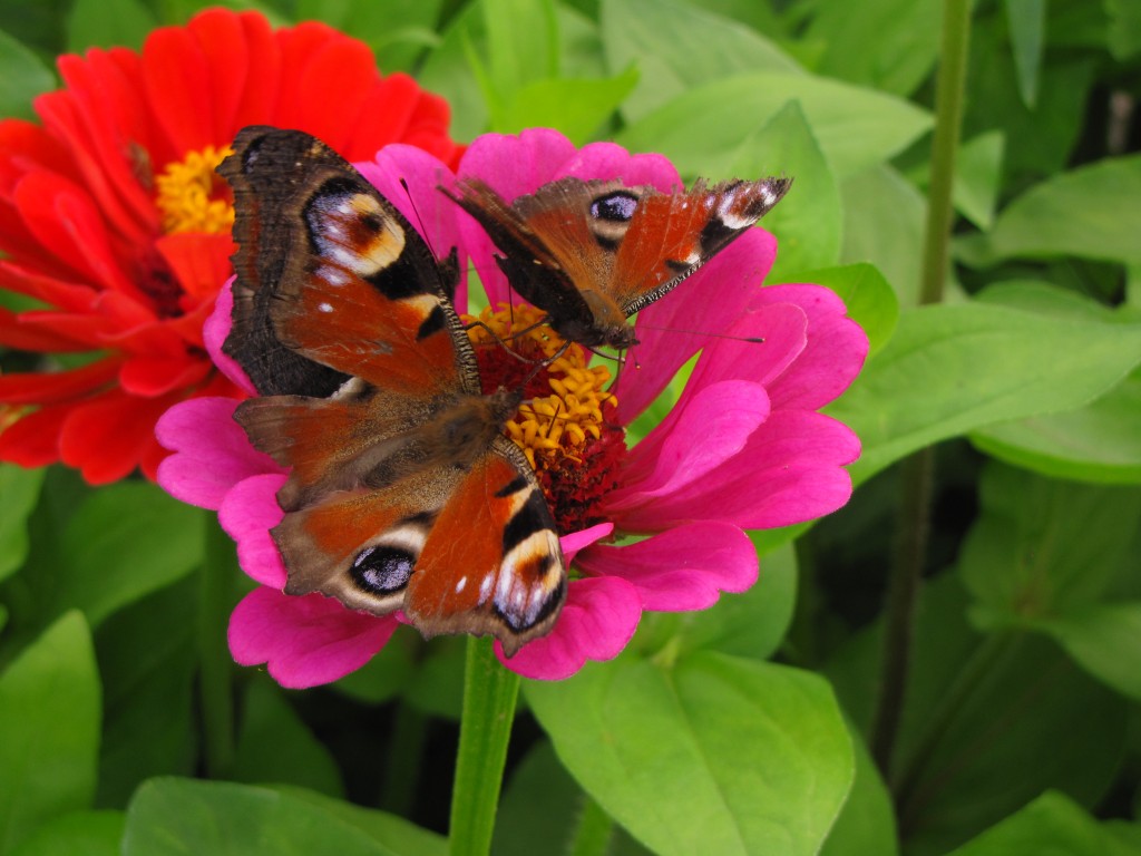Zdjęcia: Luboń, Wielkopolska, Konkurs, POLSKA Zdjęcia: Luboń, Wielkopolska, Konkurs, POLSKA