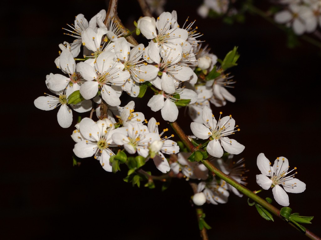 Zdjęcia: Torun, Kujawsko-Pomorskie, KWIATOWY WYSYP, POLSKA Zdjęcia: Torun, Kujawsko-Pomorskie, KWIATOWY WYSYP, POLSKA