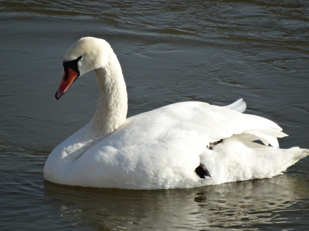 Zdjęcia: Torun, Kujawsko-Pomorskie, DUMNY, POLSKA Zdjęcia: Torun, Kujawsko-Pomorskie, DUMNY, POLSKA