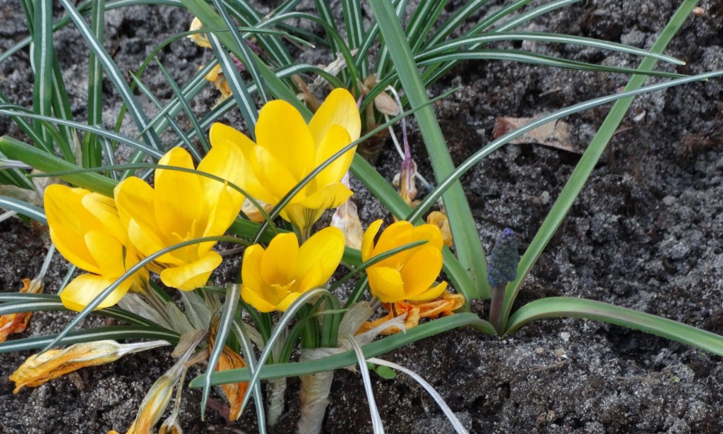 Zdjęcia: Torun, Kujawsko-Pomorskie, WIOSENKA, POLSKA Zdjęcia: Torun, Kujawsko-Pomorskie, WIOSENKA, POLSKA